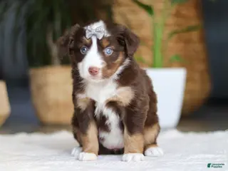 Australian Shepherd dogs for sale: Willow - Ad 1