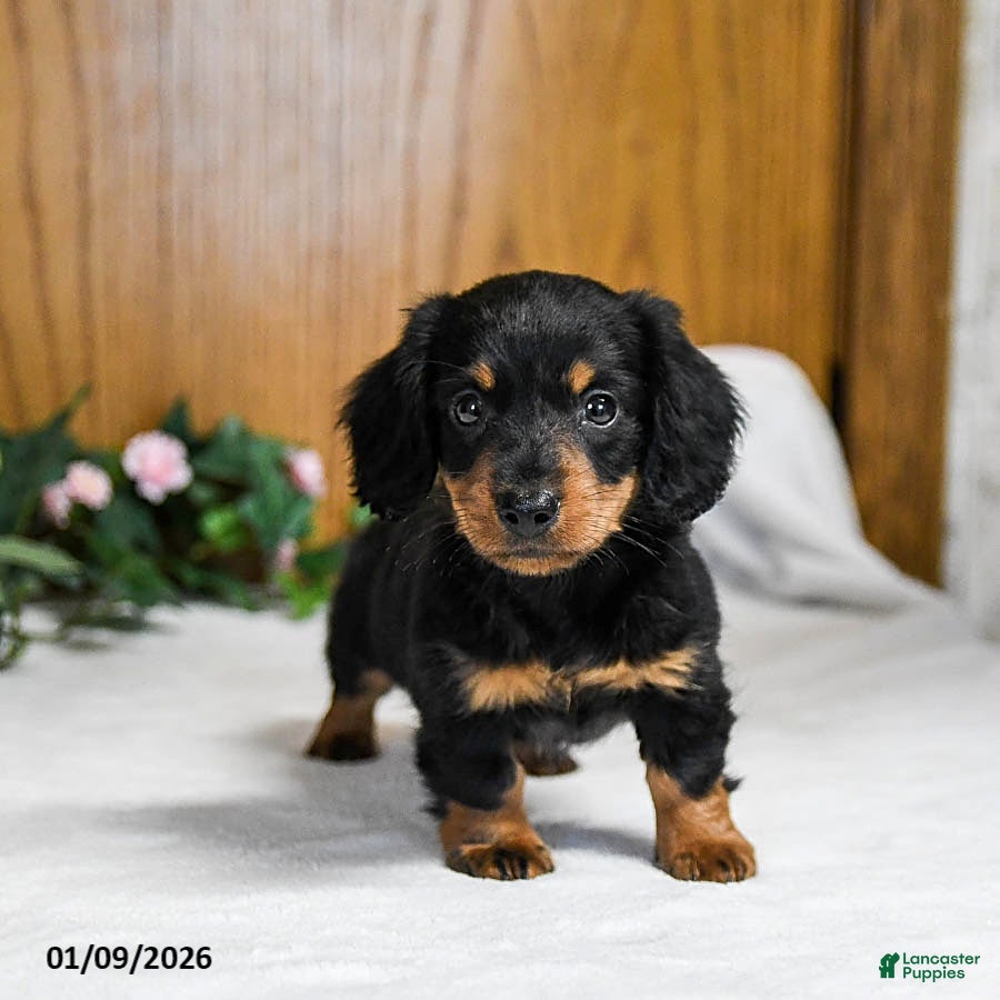 Miniature Dachshund dogs Larson - Ad 15