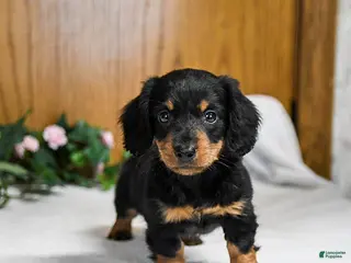 Miniature Dachshund dogs Larson - Ad 18