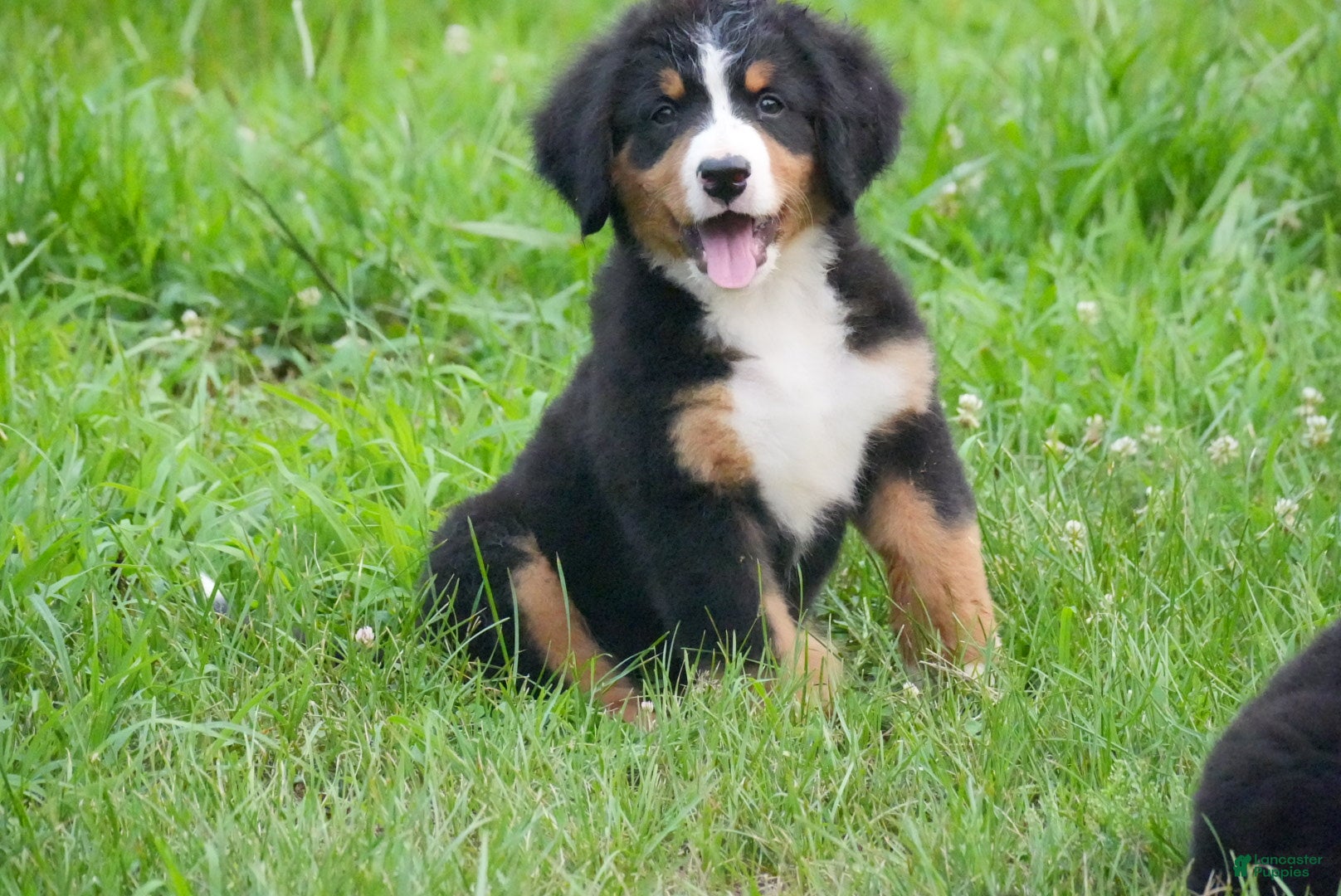 Bernese Mountain Dog dogs for sale: Miley - Ad 4