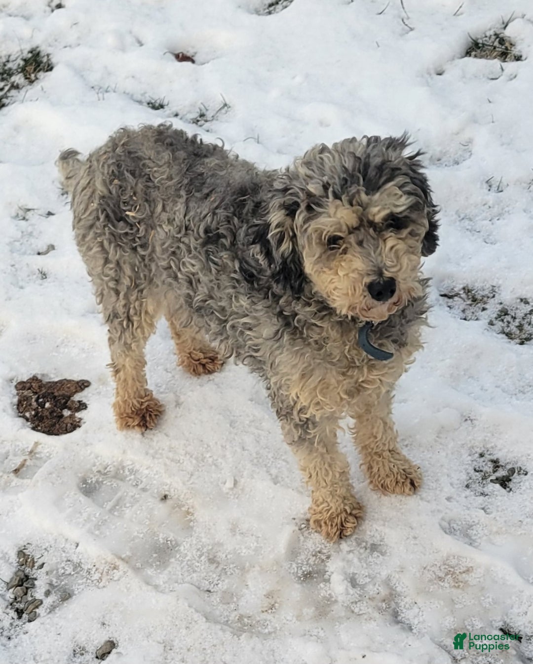 Miniature Poodle dogs for sale: Sophie - Ad 3