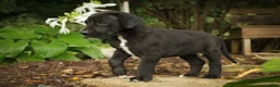 Great Dane dogs for sale: Brielle Great Dane  - Ad 3