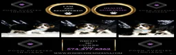 Cavalier King Charles Spaniel dogs for sale: Wrigley - Ad 5
