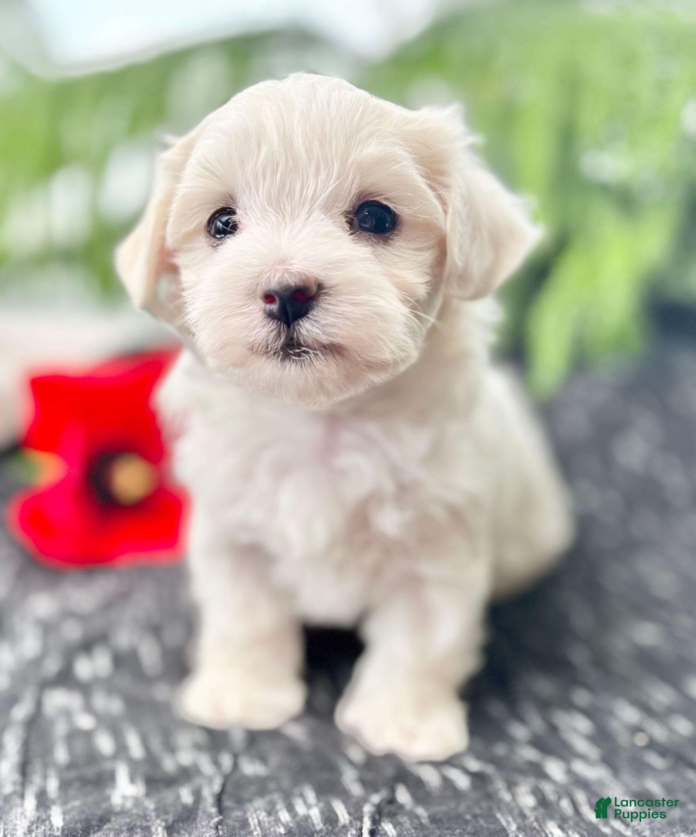 Maltese dogs Allison - Ad 1