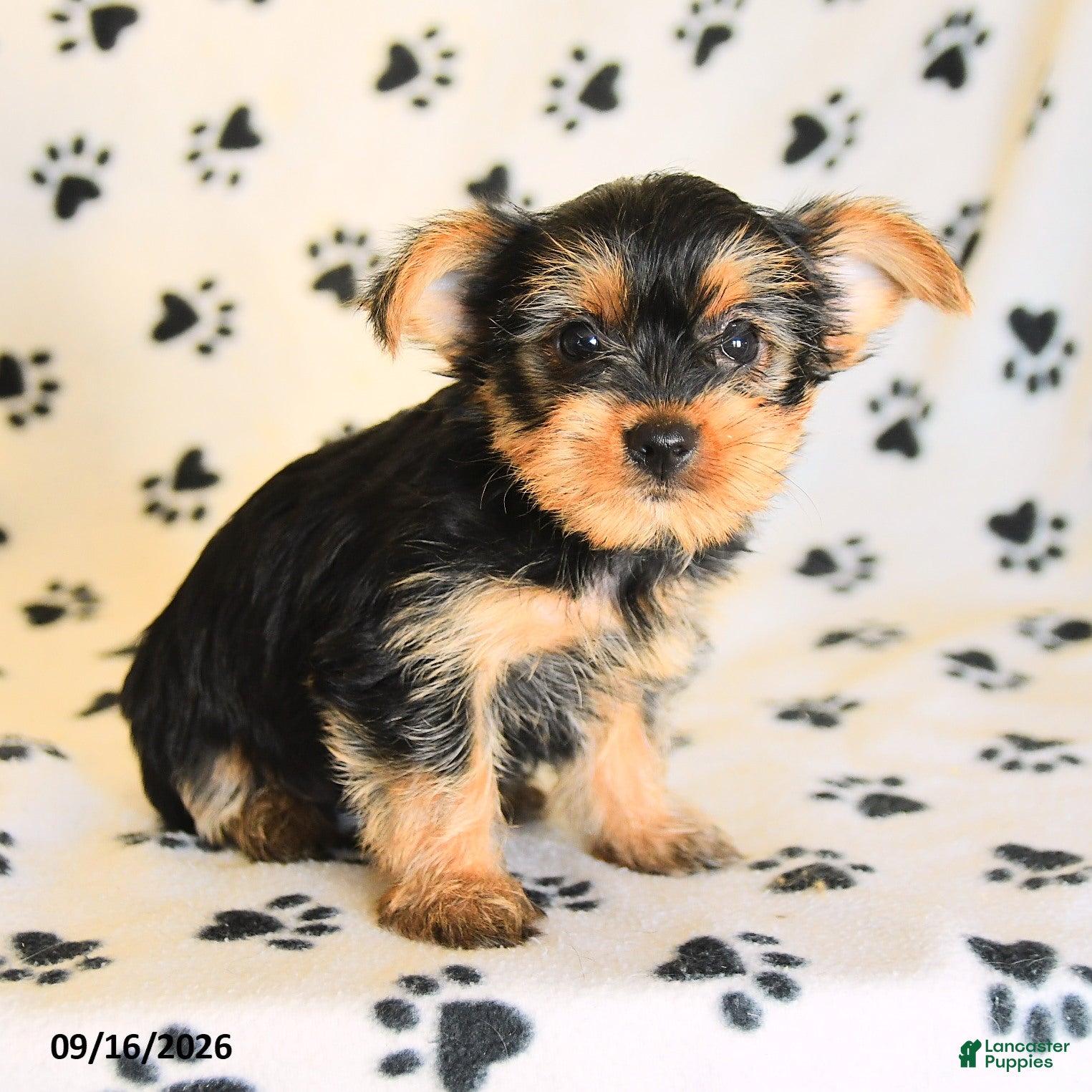 Yorkshire Terrier dogs Jonah - Ad 1