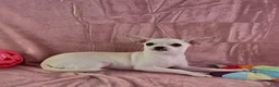 Chihuahua dogs for sale: Milly - Ad 12