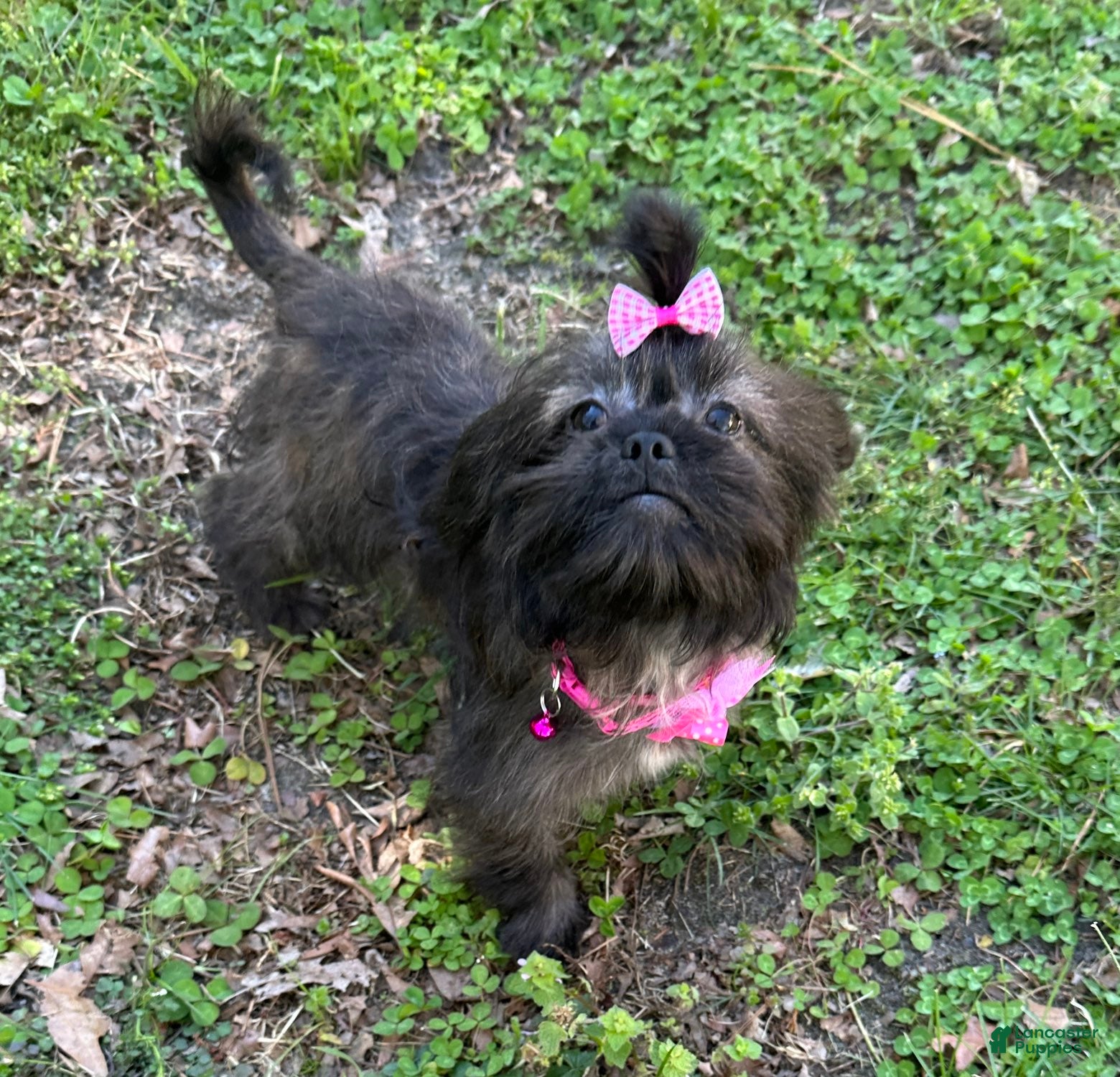 Mixed Breed dogs Molly - Ad 2