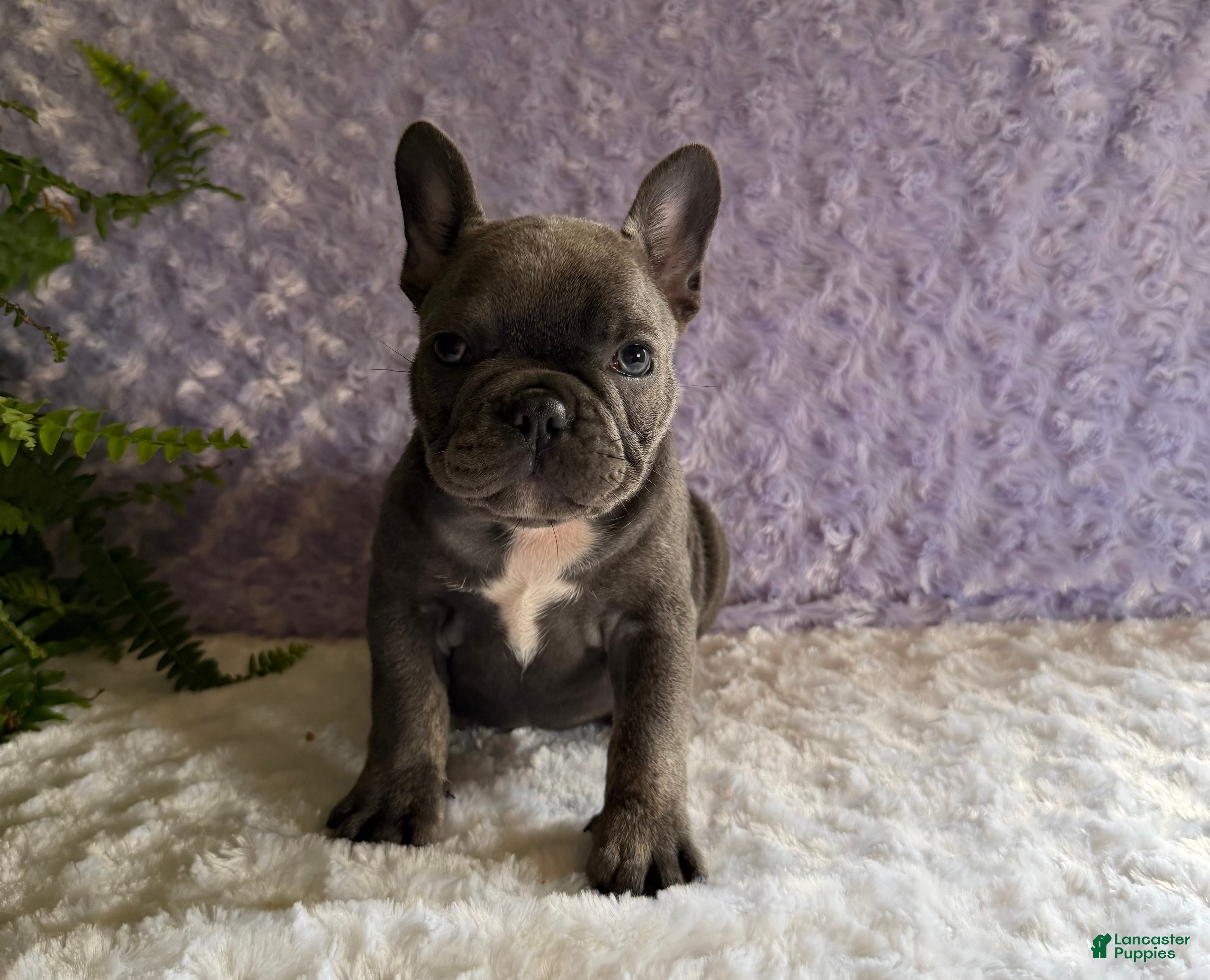 French Bulldog dogs Blue Bell - Ad 1