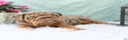 English Bulldog dogs for sale: Captain - Ad 5