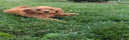 Mini Goldendoodle dogs for sale: Leo - Ad 3