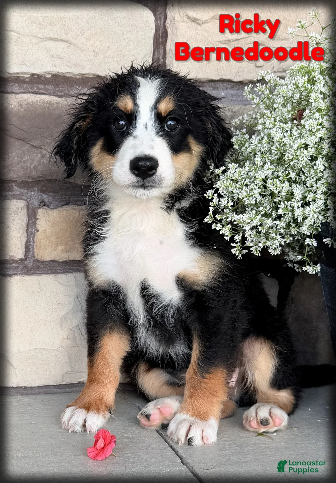 Bernedoodle dogs for sale: Ricky - Ad 1