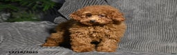 Miniature Poodle dogs for sale: Kally - Ad 4
