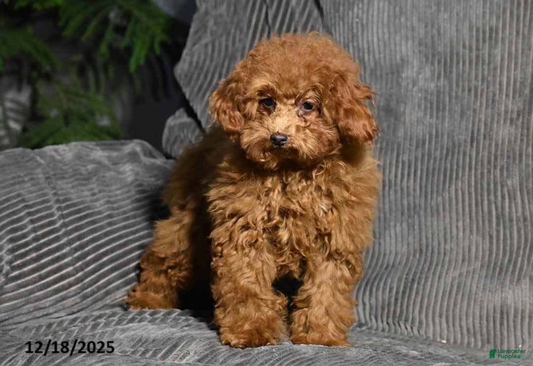 Miniature Poodle dogs for sale: Kally - Ad 4