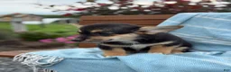 Welsh Corgi Pembroke dogs for sale: Josie - Ad 16