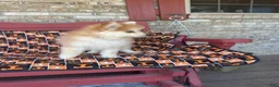Pomsky dogs for sale: Ryder - Ad 6