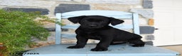 Labrador Retriever dogs for sale: Cola - Ad 4