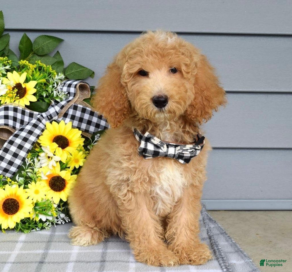 Goldendoodle dogs Jackson - Ad 2