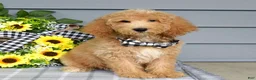 Goldendoodle dogs for sale: Jackson - Ad 2