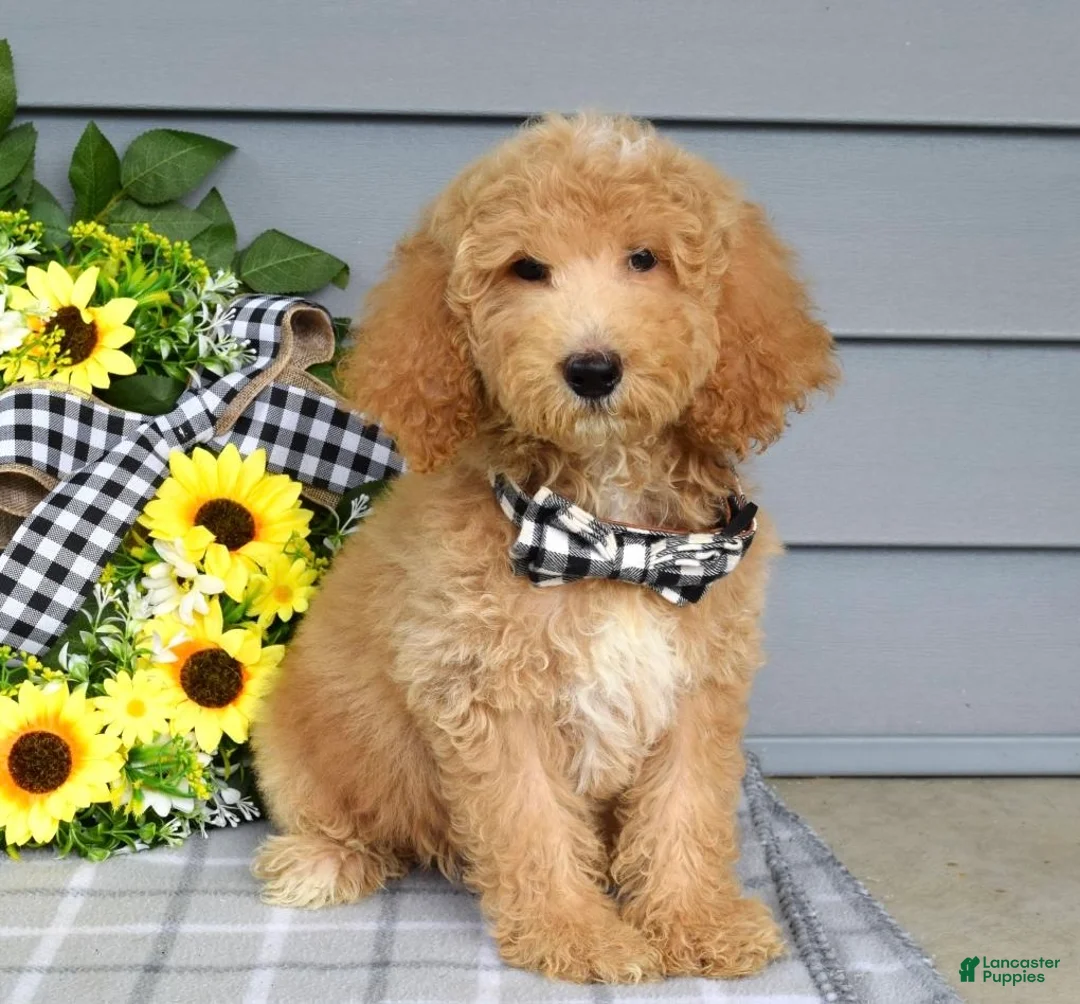 Goldendoodle dogs for sale: Jackson - Ad 2