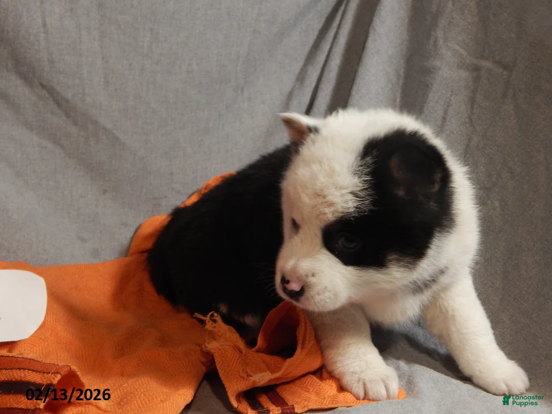 Pomsky dogs for sale: Samantha - Ad 4