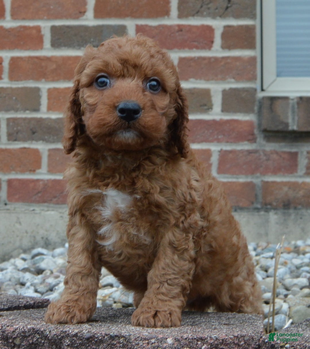 Irish Doodle dogs for sale: Mini Ivan - Ad 12