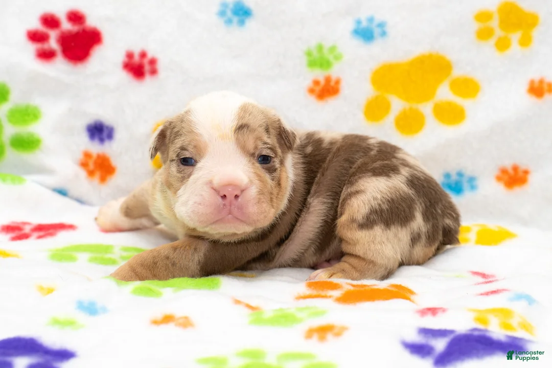 English Bulldog dogs for sale: English Bulldog 6 - Ad 5