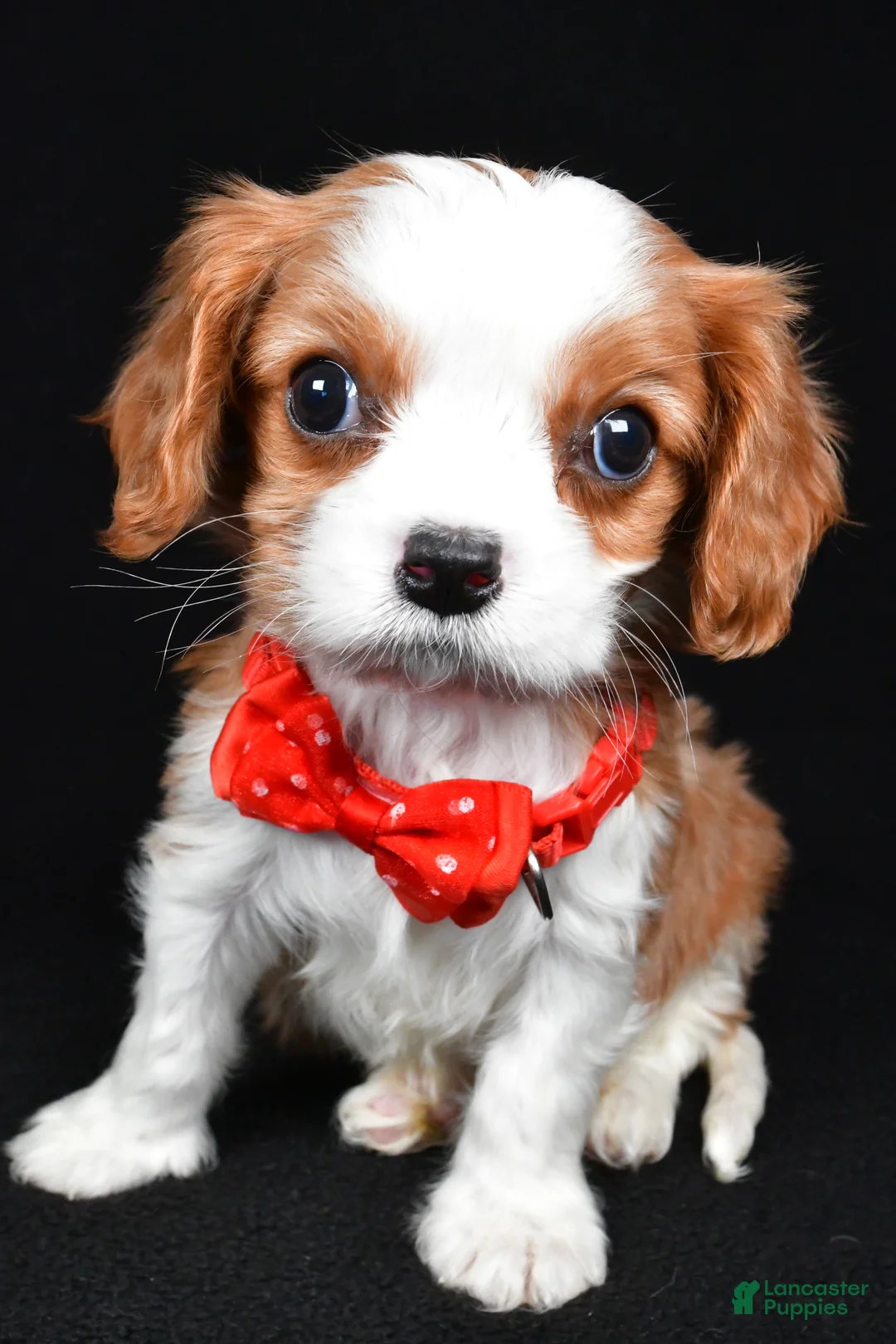 Cavalier King Charles Spaniel dogs for sale: Rusty - Ad 7