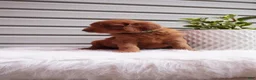 Goldendoodle dogs for sale: Pickles  - Ad 3