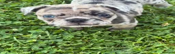 French Bulldog dogs for sale: French Bulldog 1 - Ad 12
