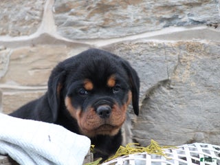 Rottweiler dogs Hazel - Ad 40