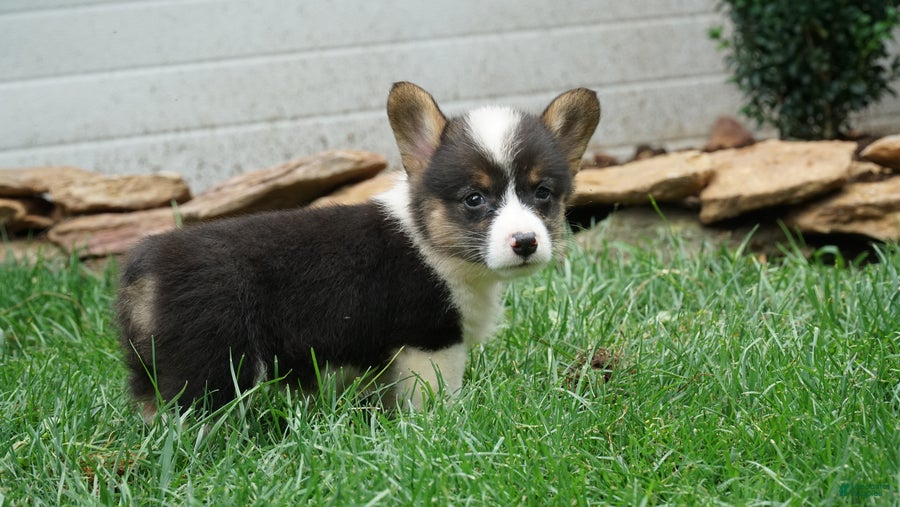Welsh Corgi Pembroke dogs Daisy - Ad 1