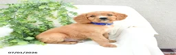 Miniature Golden Retriever dogs for sale: Sammy - Ad 3