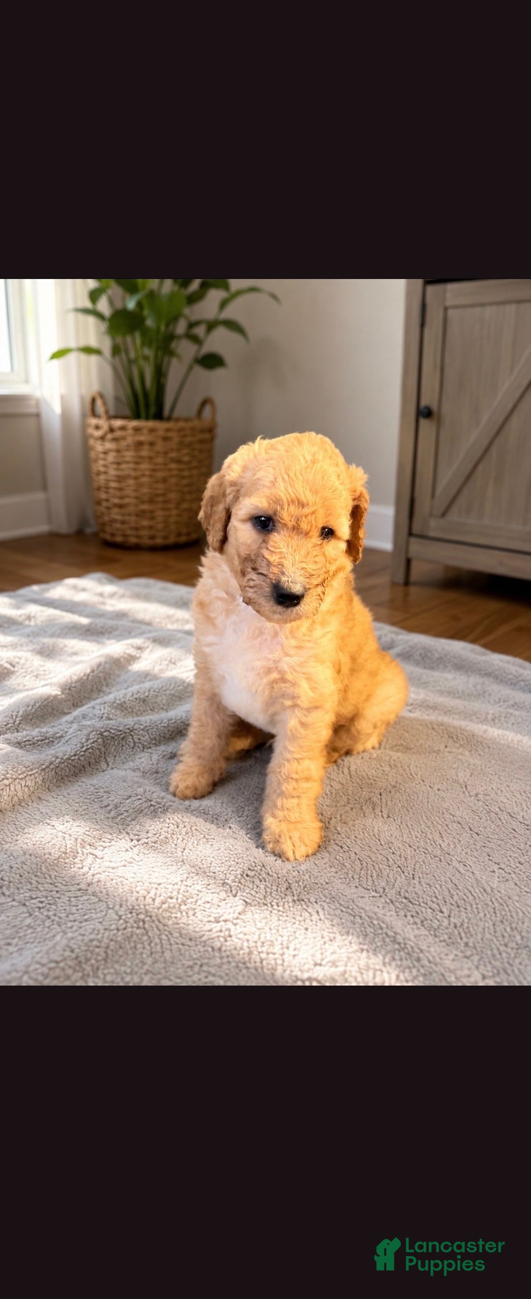 Goldendoodle dogs Goldendoodle 6 - Ad 30