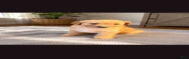 Goldendoodle 6