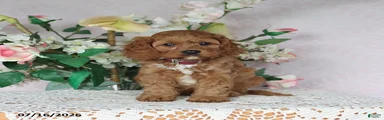 Mason
