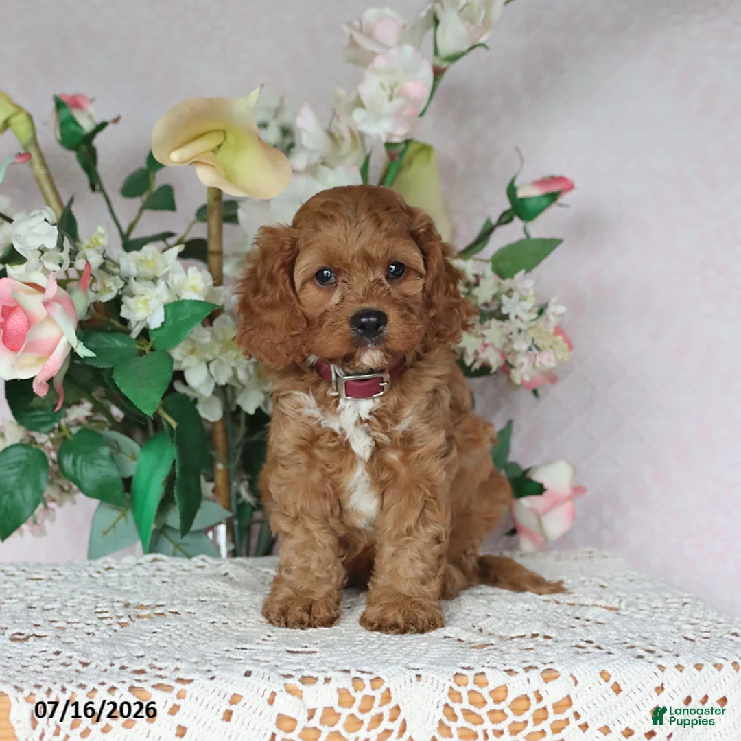 Cavapoo dogs for sale: Mason - Ad 1