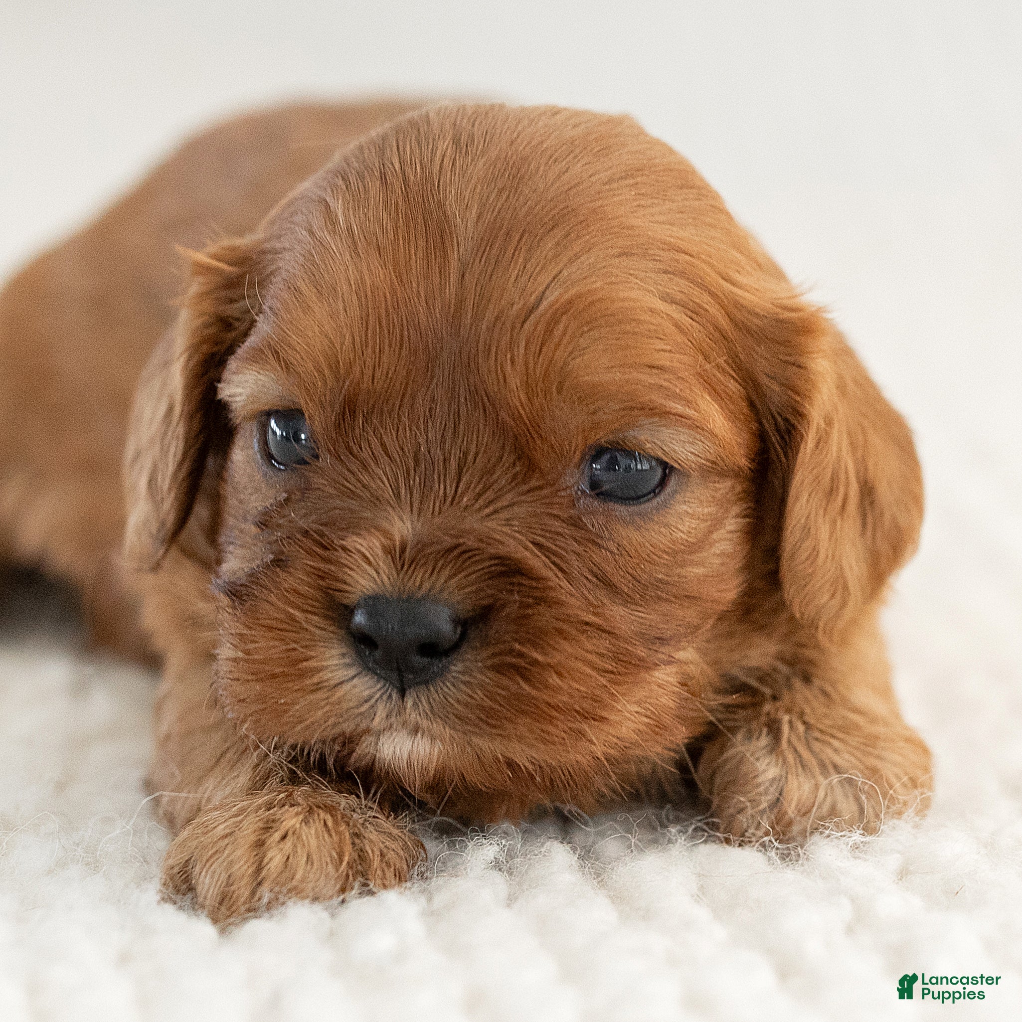 Cavalier King Charles Spaniel dogs for sale: Max Cavalier King Charles Spaniel  - Ad 1