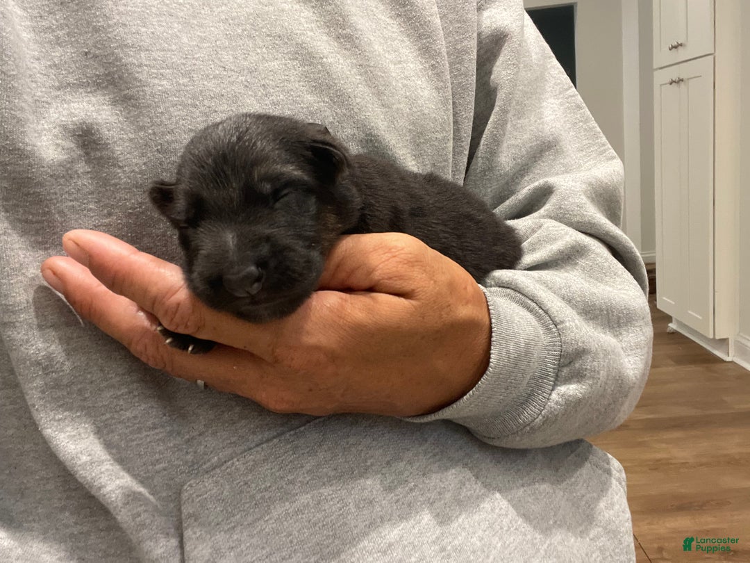 German Shepherd dogs for sale: Sugar/purple collar - Ad 24