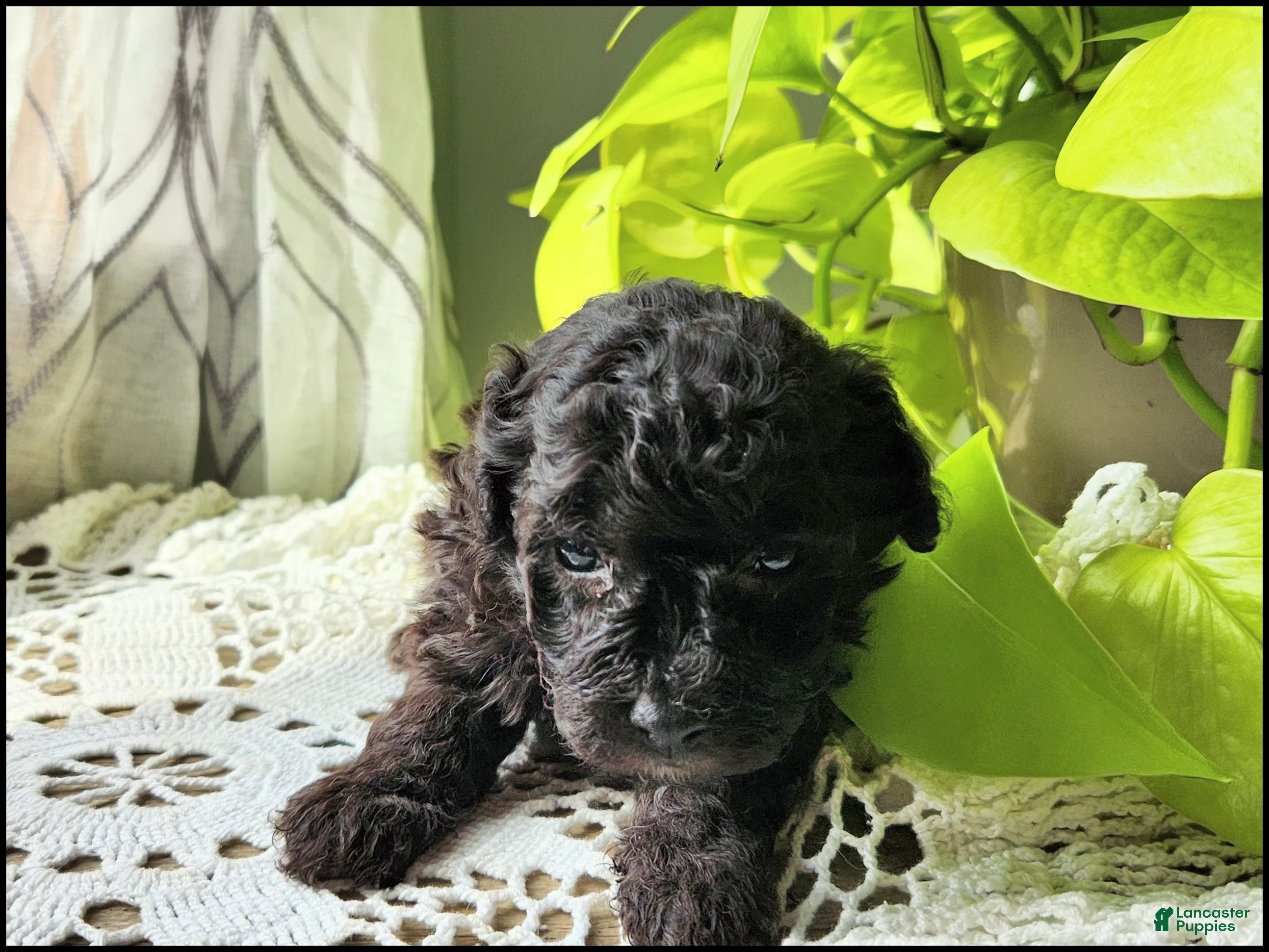 Toy Poodle dogs Tannner - Ad 35