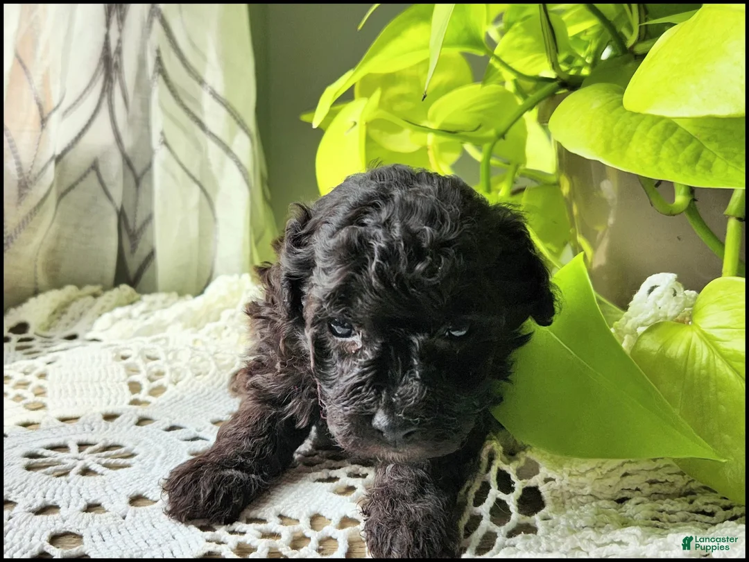 Toy Poodle dogs for sale: Tannner - Ad 1