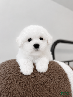 Maltipoo dogs for sale: Romeo - Ad 2