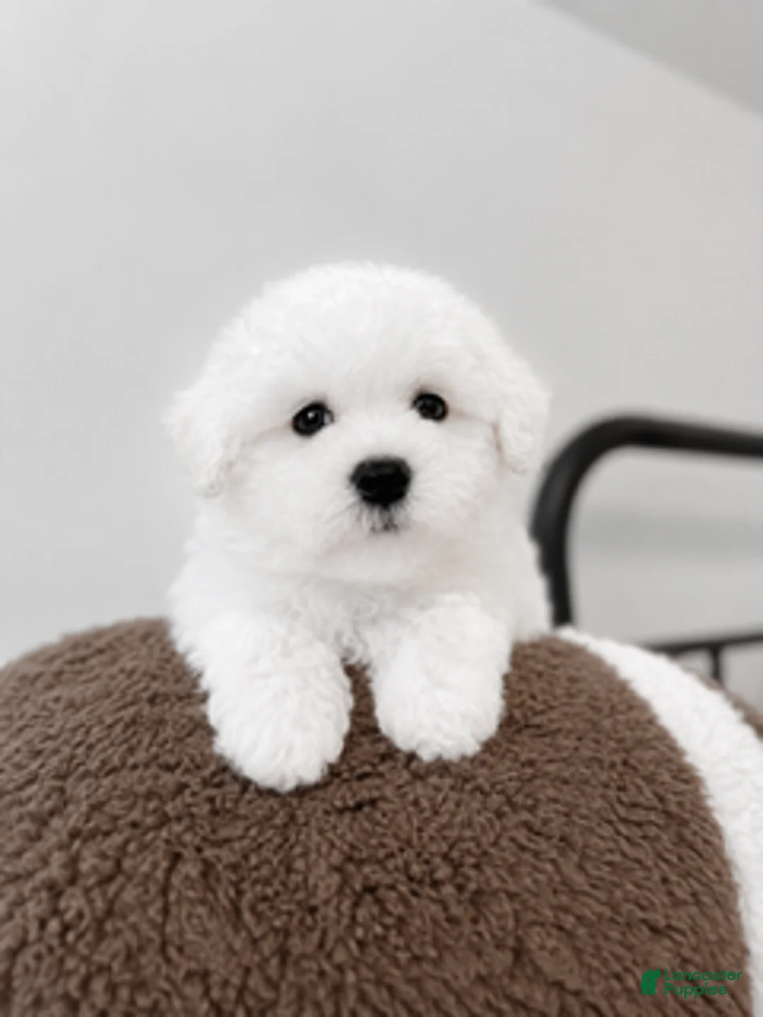 Maltipoo dogs for sale: Romeo - Ad 1
