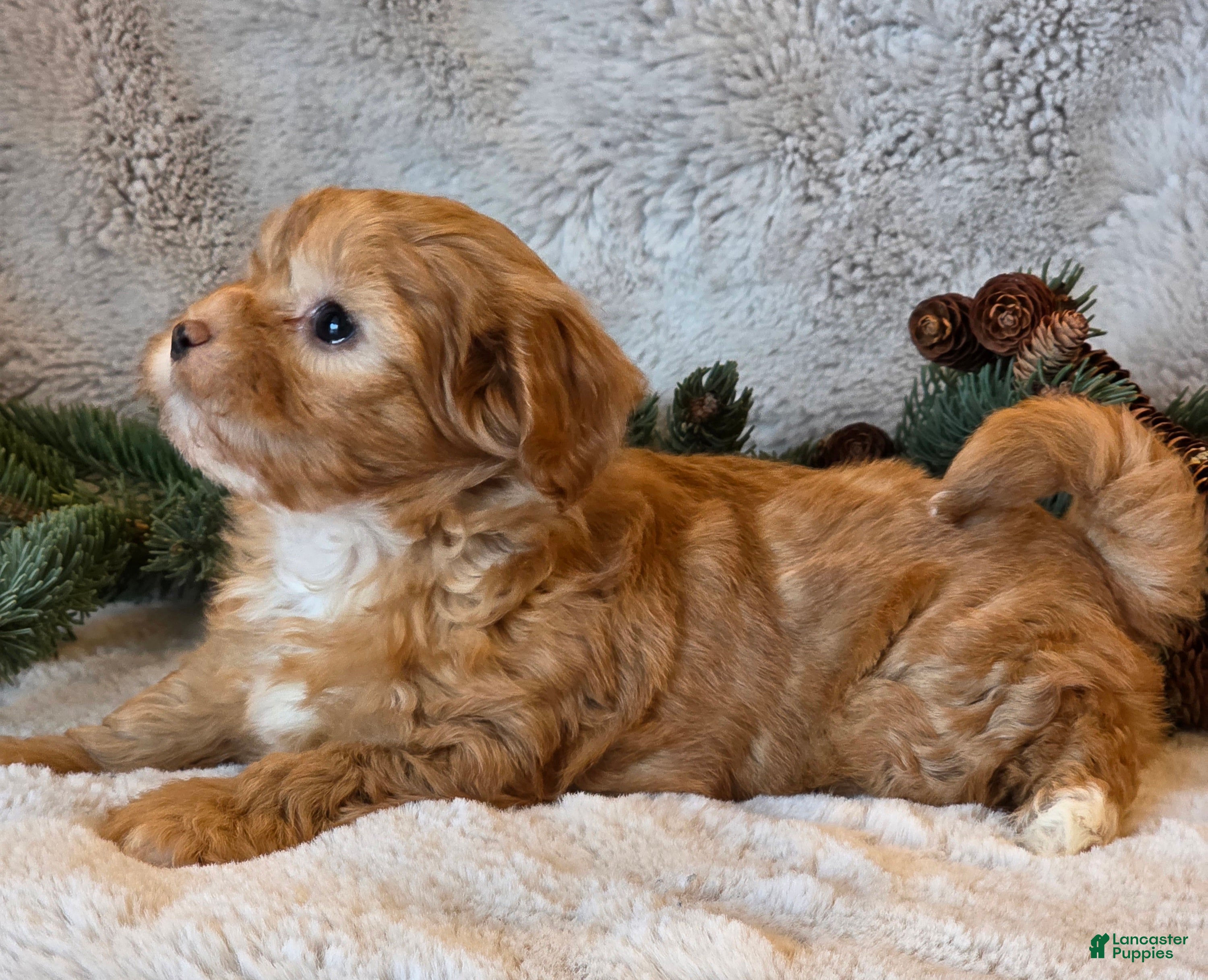 Shihpoo dogs Tanya - Ad 18