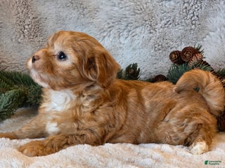Shihpoo dogs Tanya - Ad 30