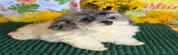 Cockapoo dogs for sale: Buttons - Ad 4