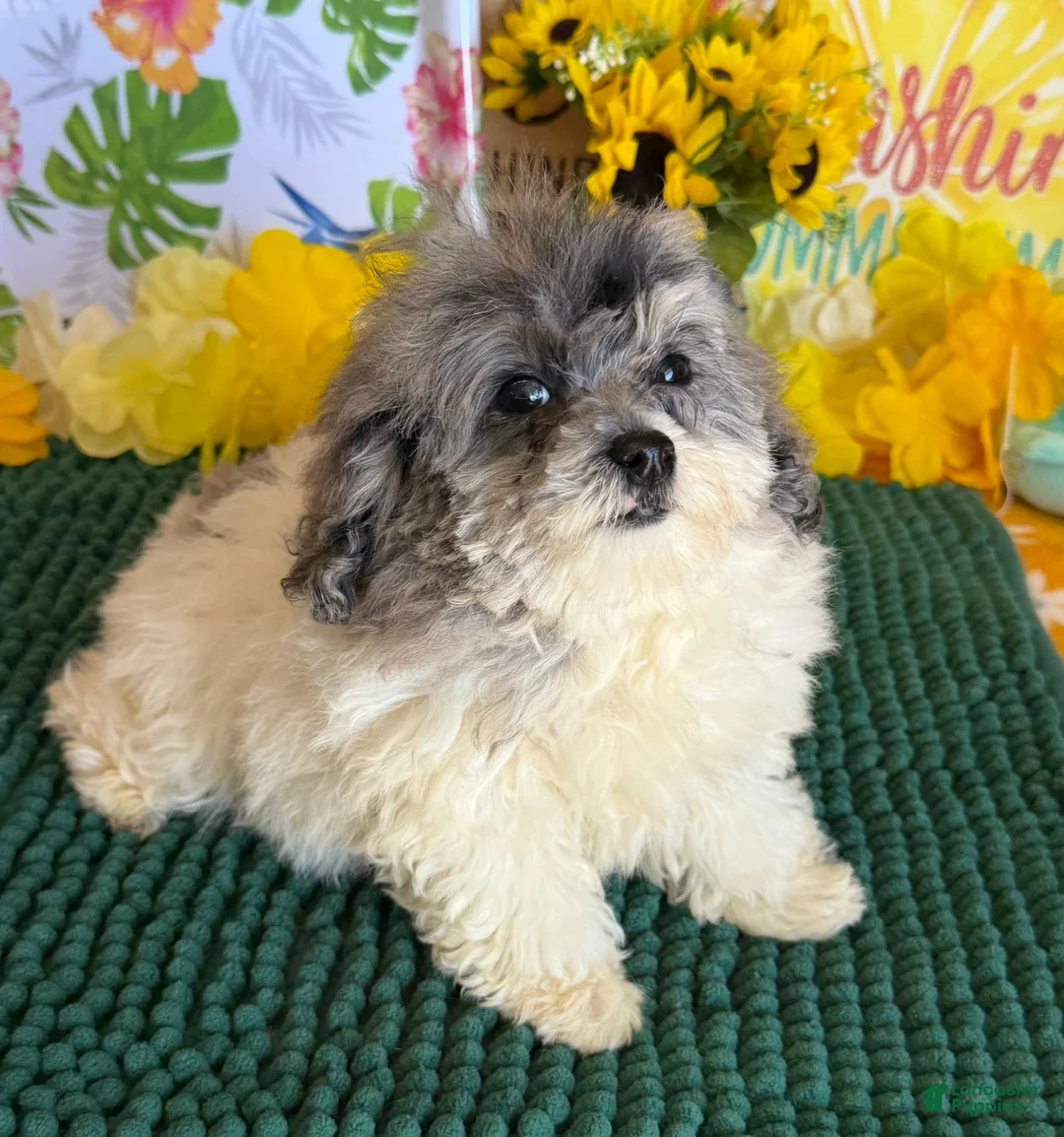 Cockapoo dogs for sale: Buttons - Ad 4