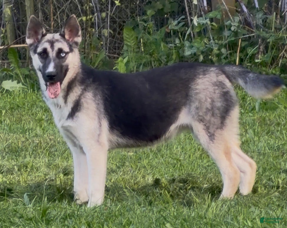 Gerberian Shepsky dogs Zina - Ad 34