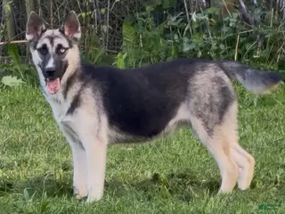 Gerberian Shepsky dogs Zina - Ad 34