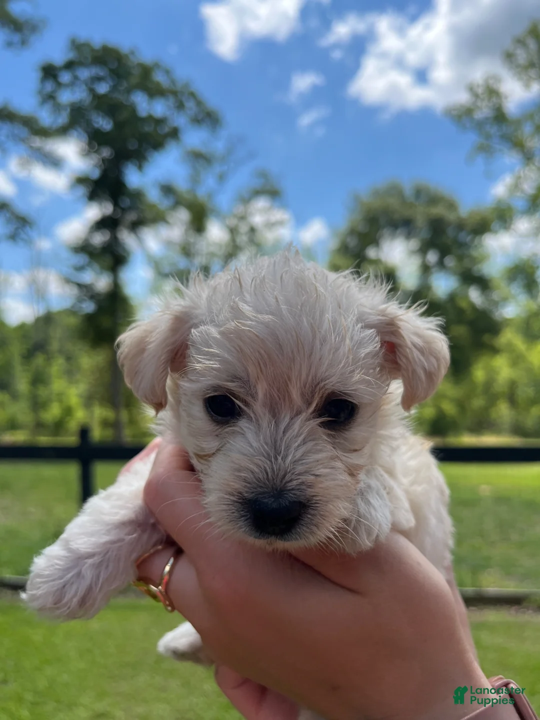 Westiepoo dogs for sale: Millie - Ad 1