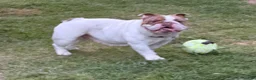 English Bulldog dogs for sale: Mario - Ad 5